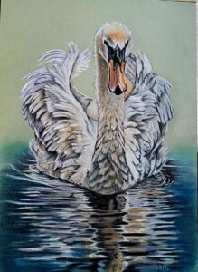 tekening zwaan