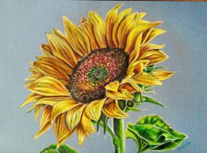 tekening zonnebloem